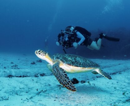 Diver underwater with sea turtle at Ocean Cay MSC Marine Reserve