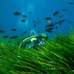 Posidonia seagrass meadow. © Kip Evans