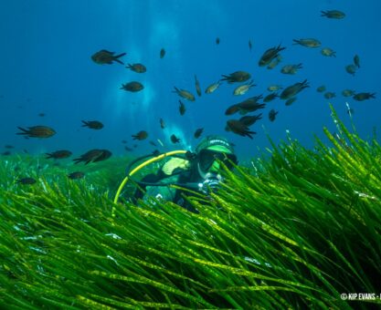 Posidonia seagrass meadow. © Kip Evans